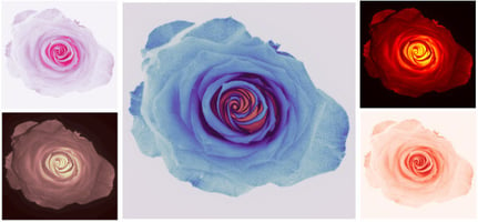 Fluoresce image using 5 colormaps of a rose after placing it in 1uM fluorescent solution