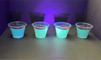 Maple syrup samples under UV light