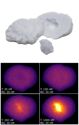 Influence of ICG concentration in an anthropomorphic breast lumpectomy phantom