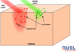 Illustration of how green and red light will scatter and absorb differently in tissue. 