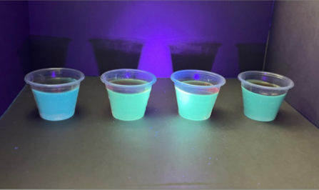 Maple syrup samples under UV light