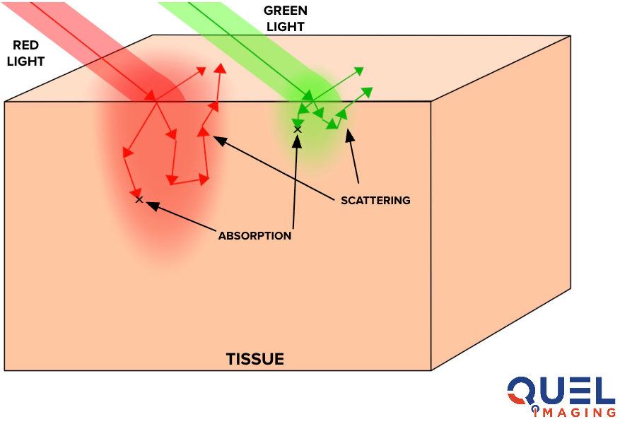 Illustration of how green and red light will scatter and absorb differently in tissue. 