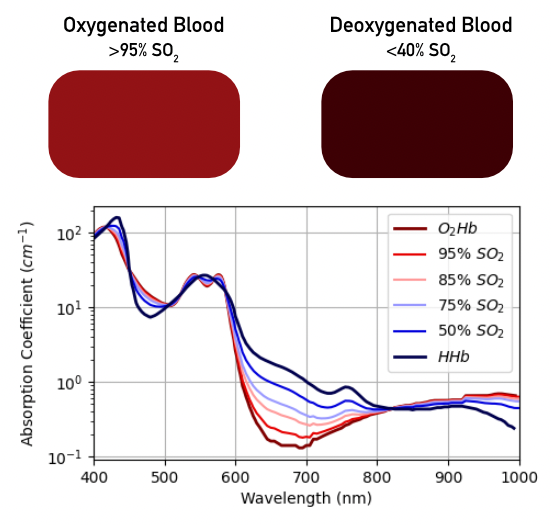 (top) Illustration of blood color with oxygen saturation and (bottom) resulting absorption spectra of blood based on oxygen saturation
